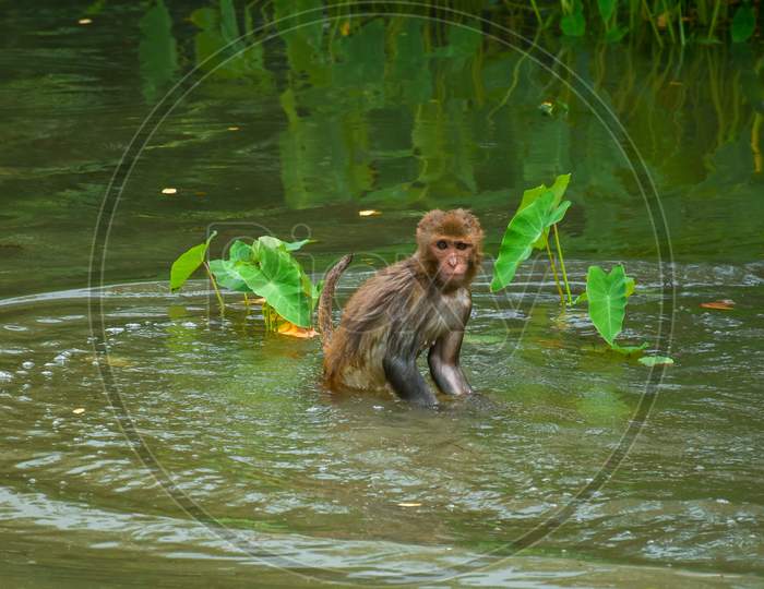 Cute little monkey swimming in a pond.