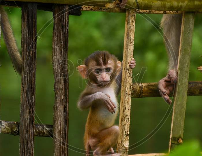 Cute little monkey sitting on a bamboo fencing .