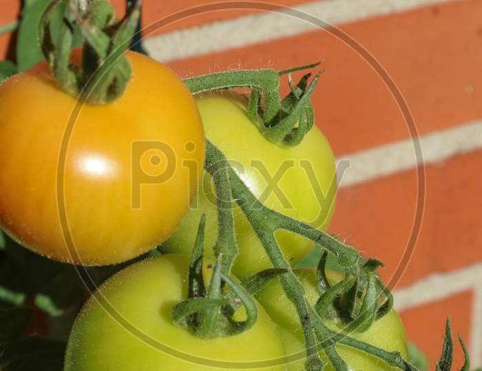 Agriculture Concept. Some Big Red And Green Tomatoes On A Bush Growing At The Wall Of A House.