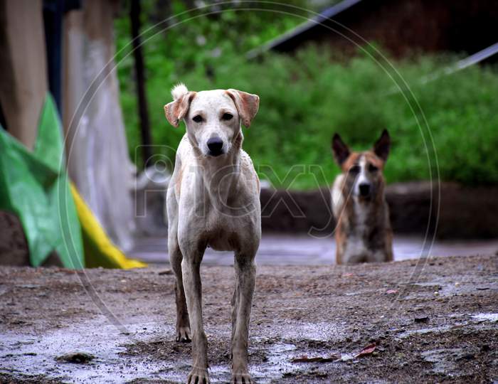 Two Stray Dogs Looking At The Camera, In The Rainy Village.