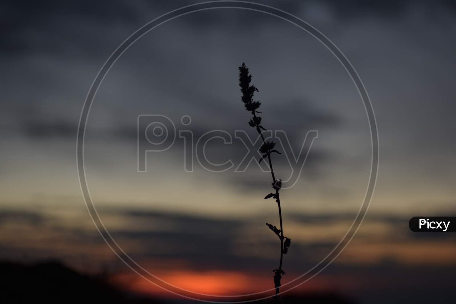 Beautiful Picture Of Sunset Background And Wild Plant
