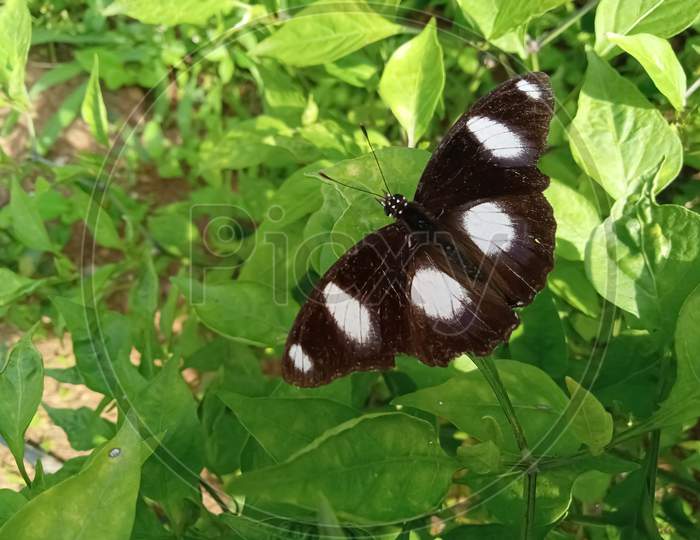 black and white color butterfly
