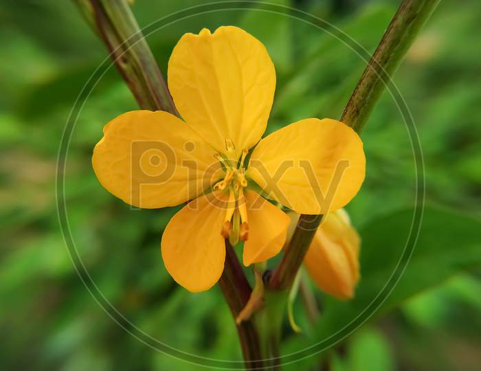 Beautiful Flower Of Blossoming Senna