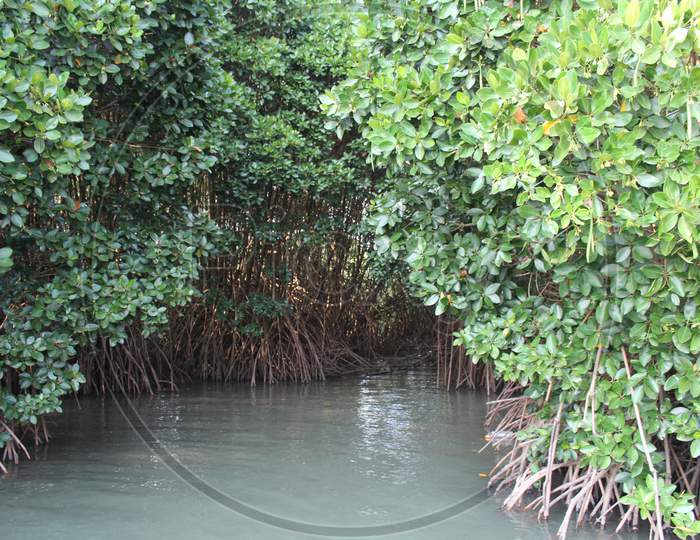 respiratory roots mangrove