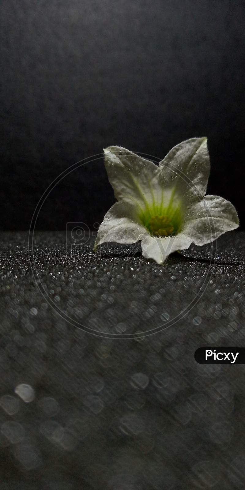 Ivy gourd flower