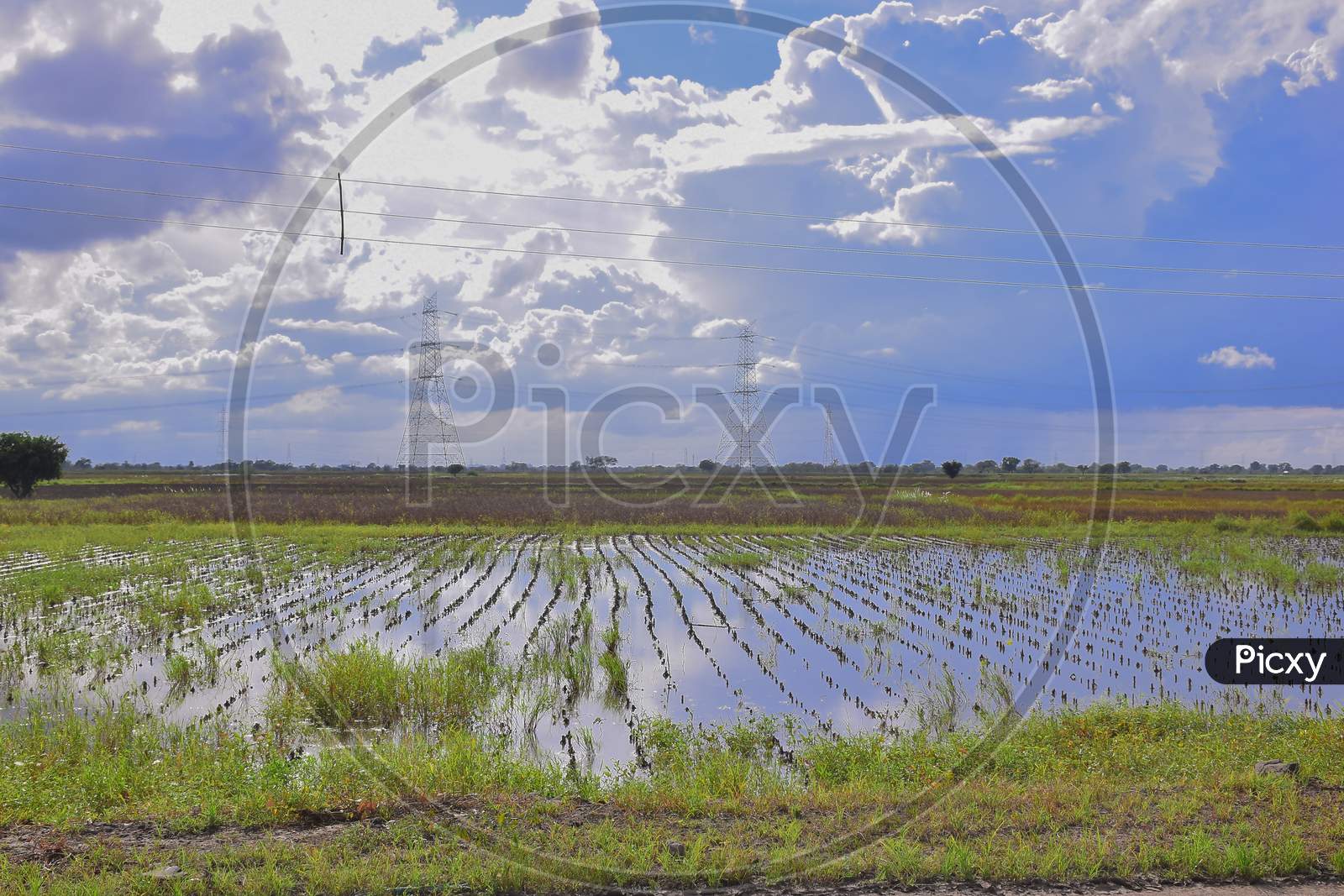 Due To Excessive Rain. The Fields Are Flooded And Soybean Crop Is Being Destroyed, Indian Fields And Clouds.