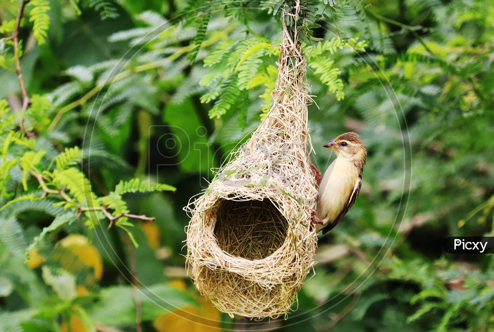 Bird on nest