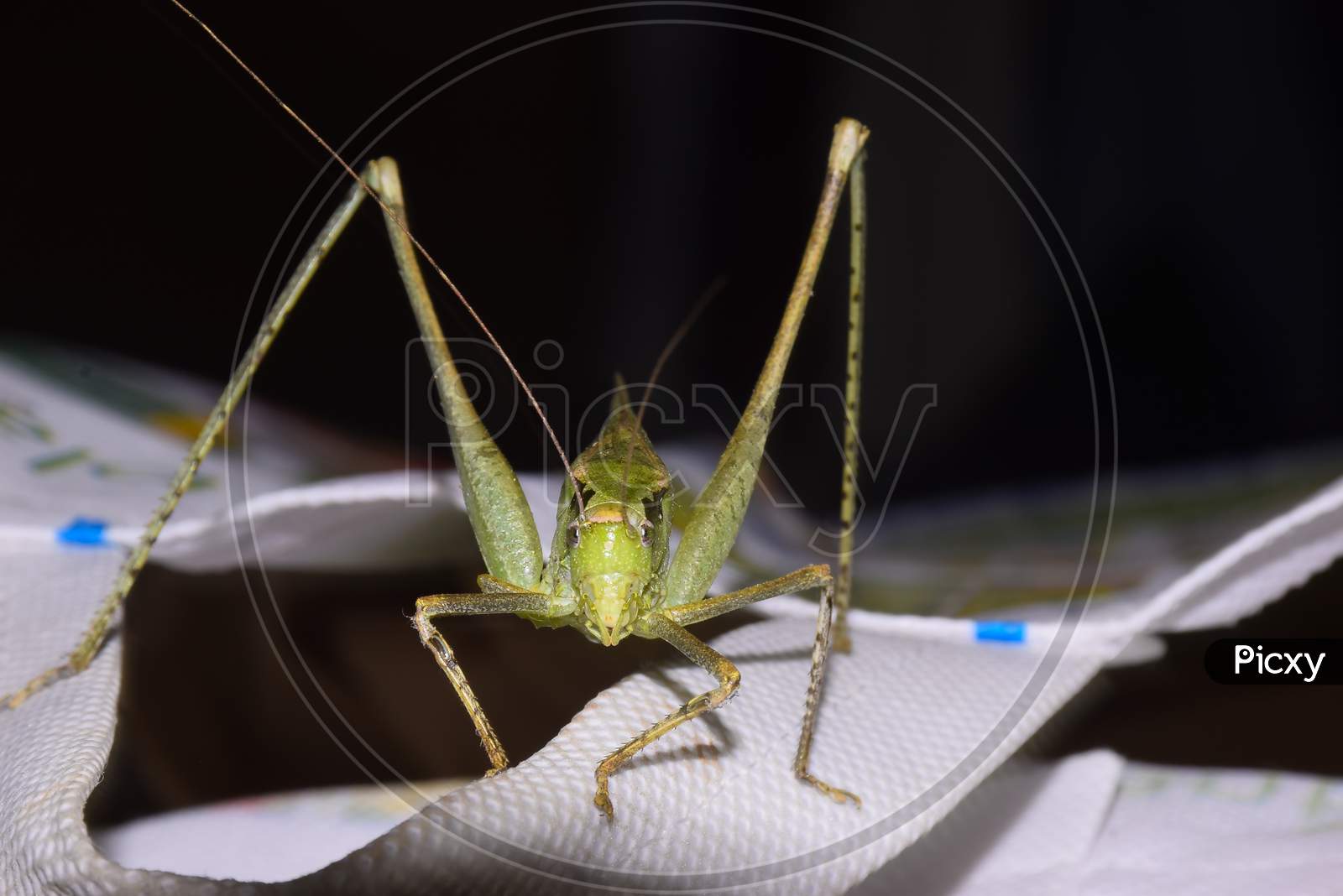 Close-Up Focus Stacked Image Of A Young Carolina Praying Mantis On White Bag.