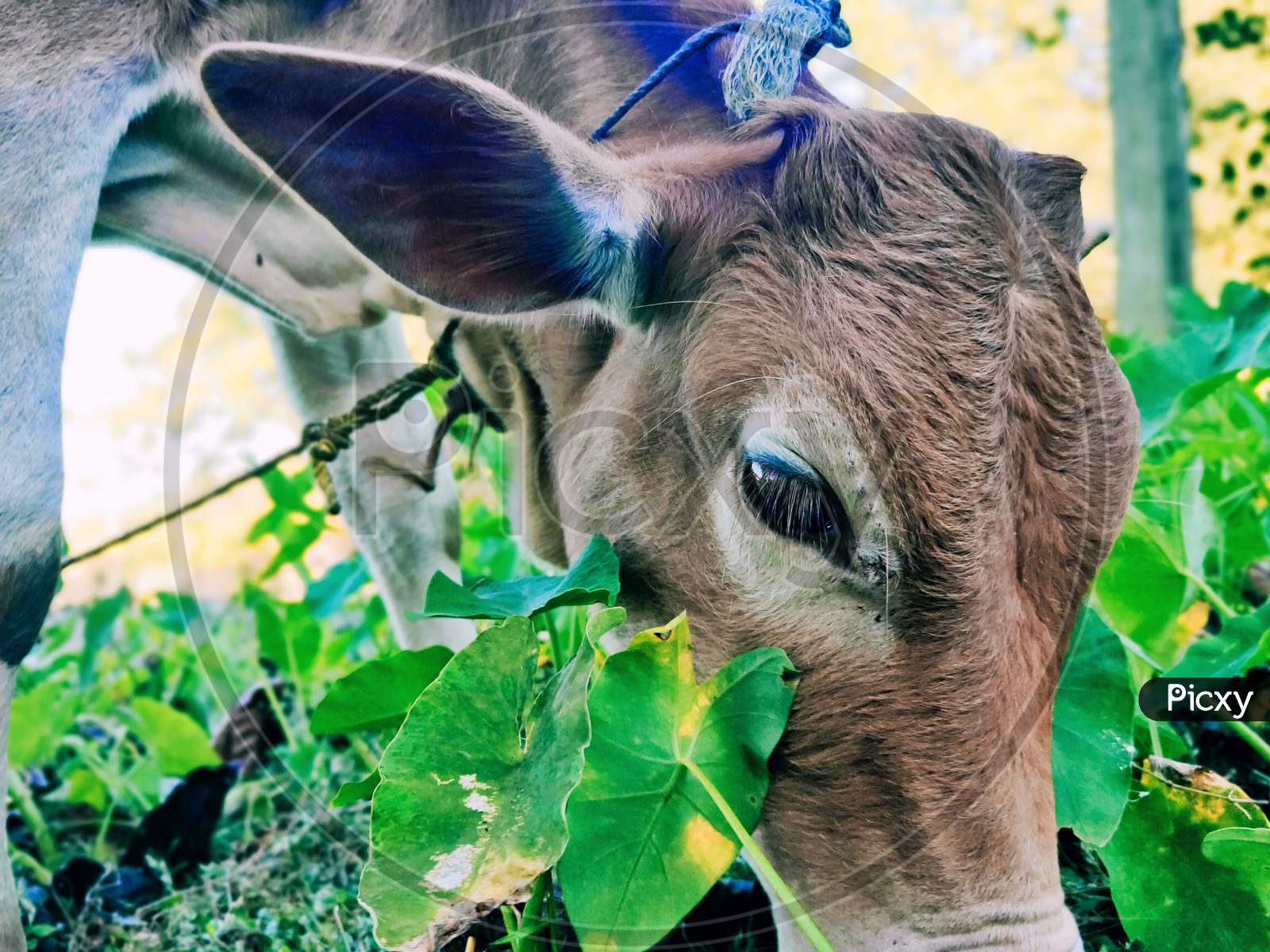 Cow/calf stock photo