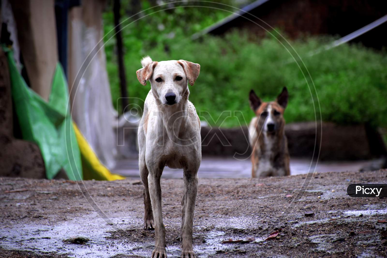 Two Stray Dogs Looking At The Camera, In The Rainy Village.