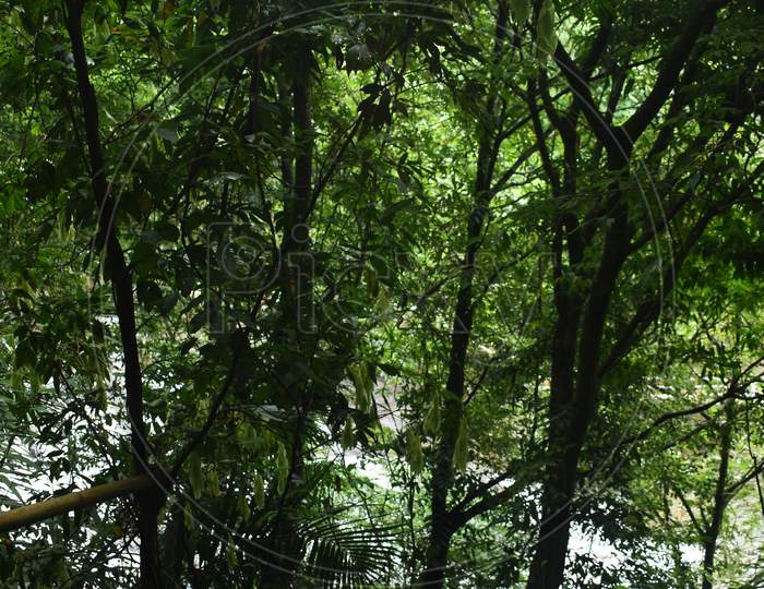 Few Amount of Sunshine Are Coming Through The Very Dense Green Forest Near Living Root Bridge In Meghalaya In India