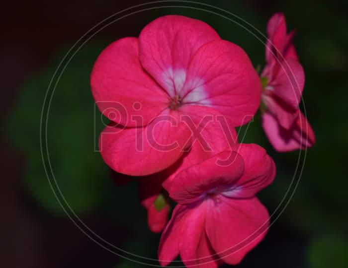 Beauty Of Pink Flower In Garden