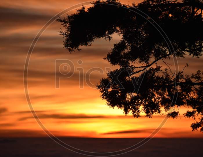 Beauty Of Sunset And Tree Branches