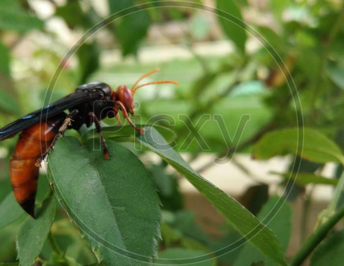 Wasp on the grren leaf