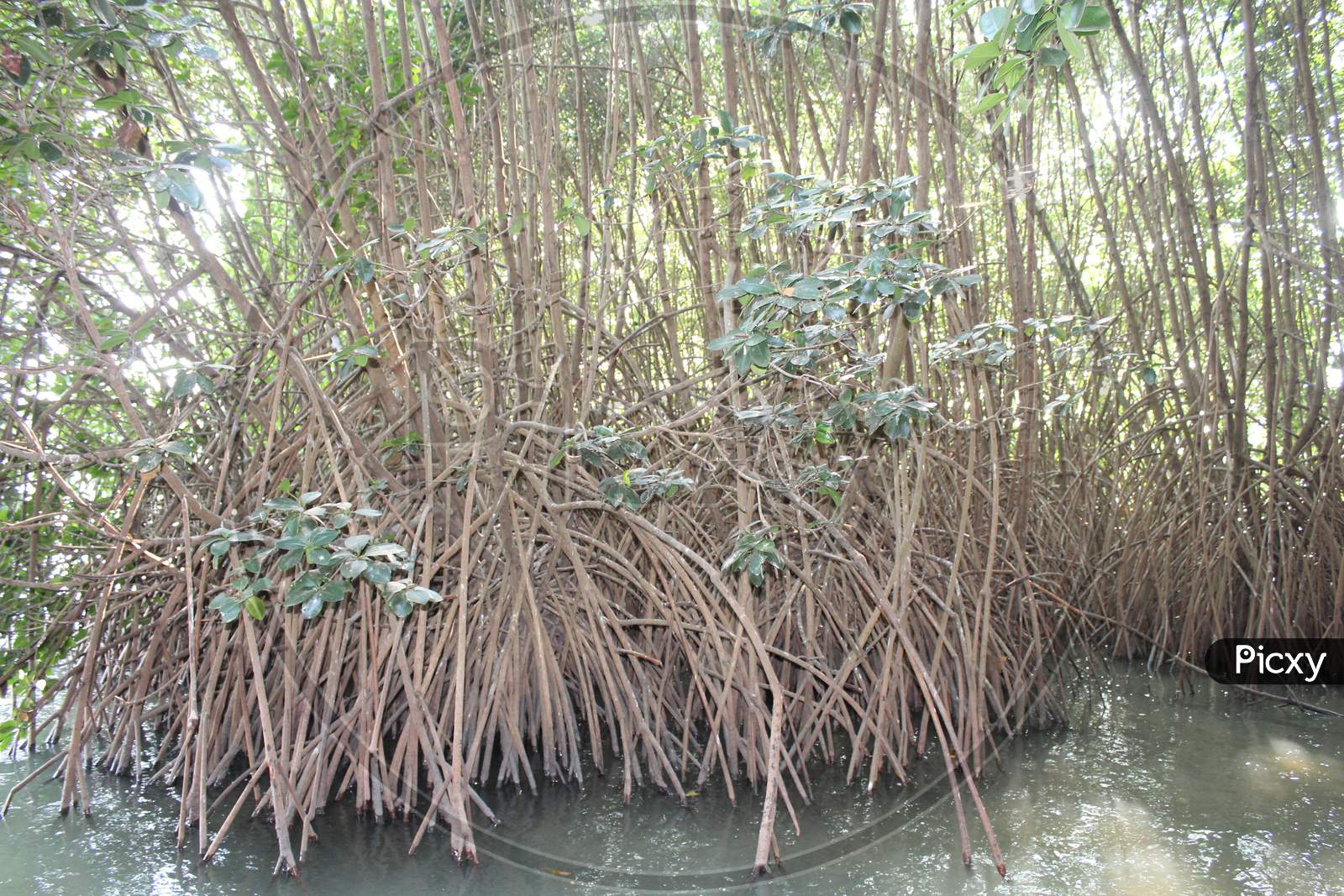 image-of-mangrove-plants-with-deep-roots-into-marshy-land-sw436221-picxy