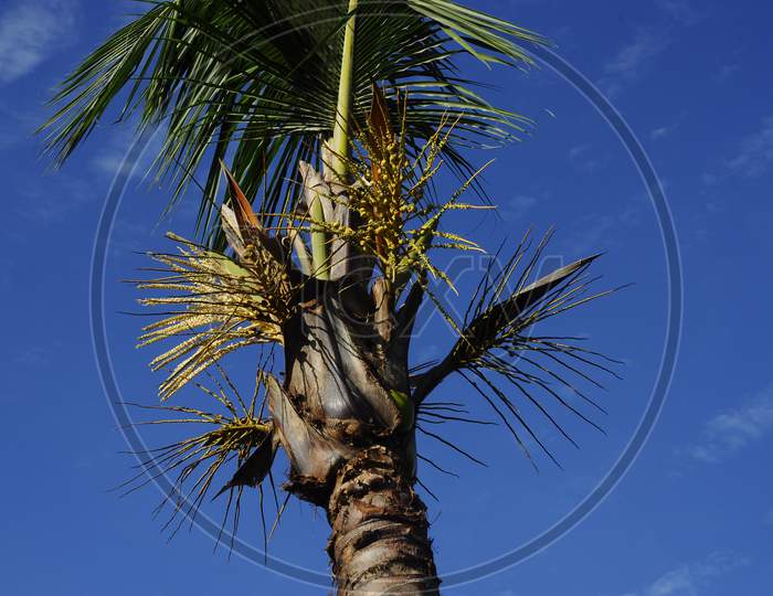 The coconut tree and it's flower.