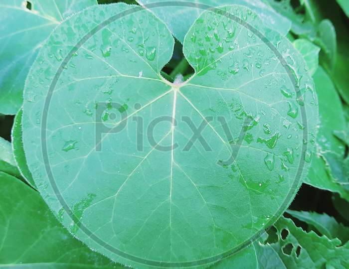 Love syable shape leaf