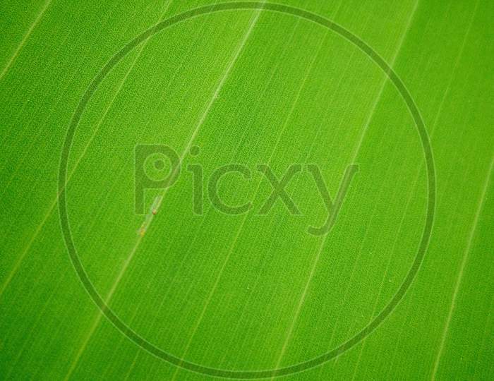 Texture of banana tree leaf