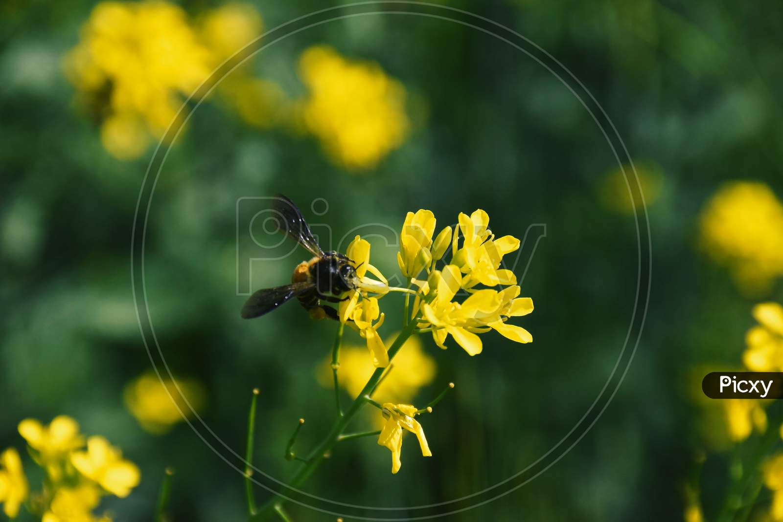 A Bee Picking Pollen From Mustard Flower. Beautiful Yellow Flowers Of Mustard