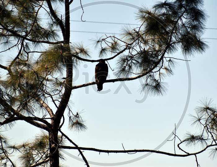 Beautiful Picture Of Bird Sitting On Tree Branch In Uttarakhand