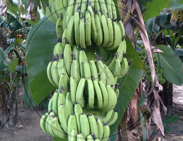 fruit banana green leaf
