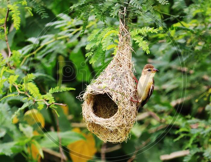 Nest with bird