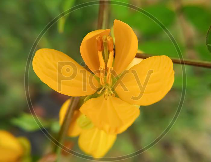 This Is A Beautiful Senna Tree Flower