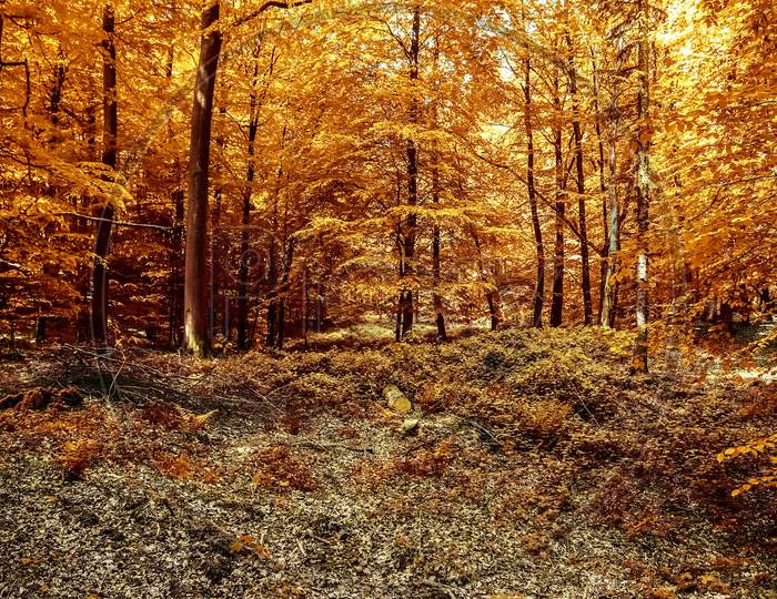 Beautiful Panorama View On A Golden Autumn Landscape Found In Europe