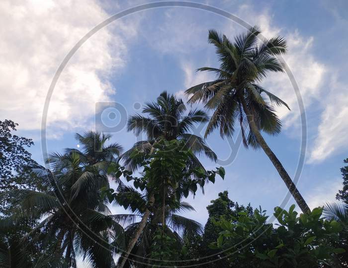 Coconut tree on village site background