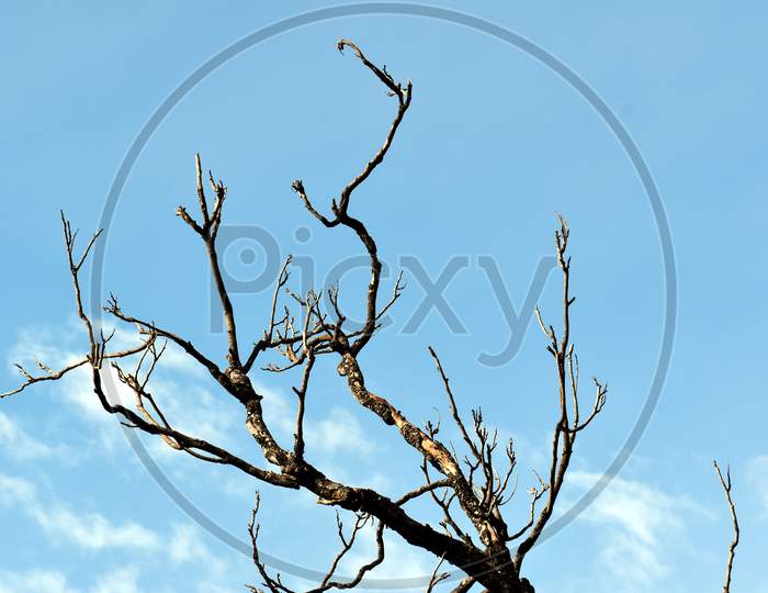 Beautiful Picture Of Blue Sky And Tree Branches