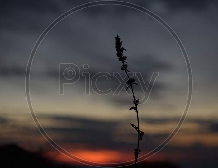 Beautiful Picture Of Sunset Background And Wild Plant