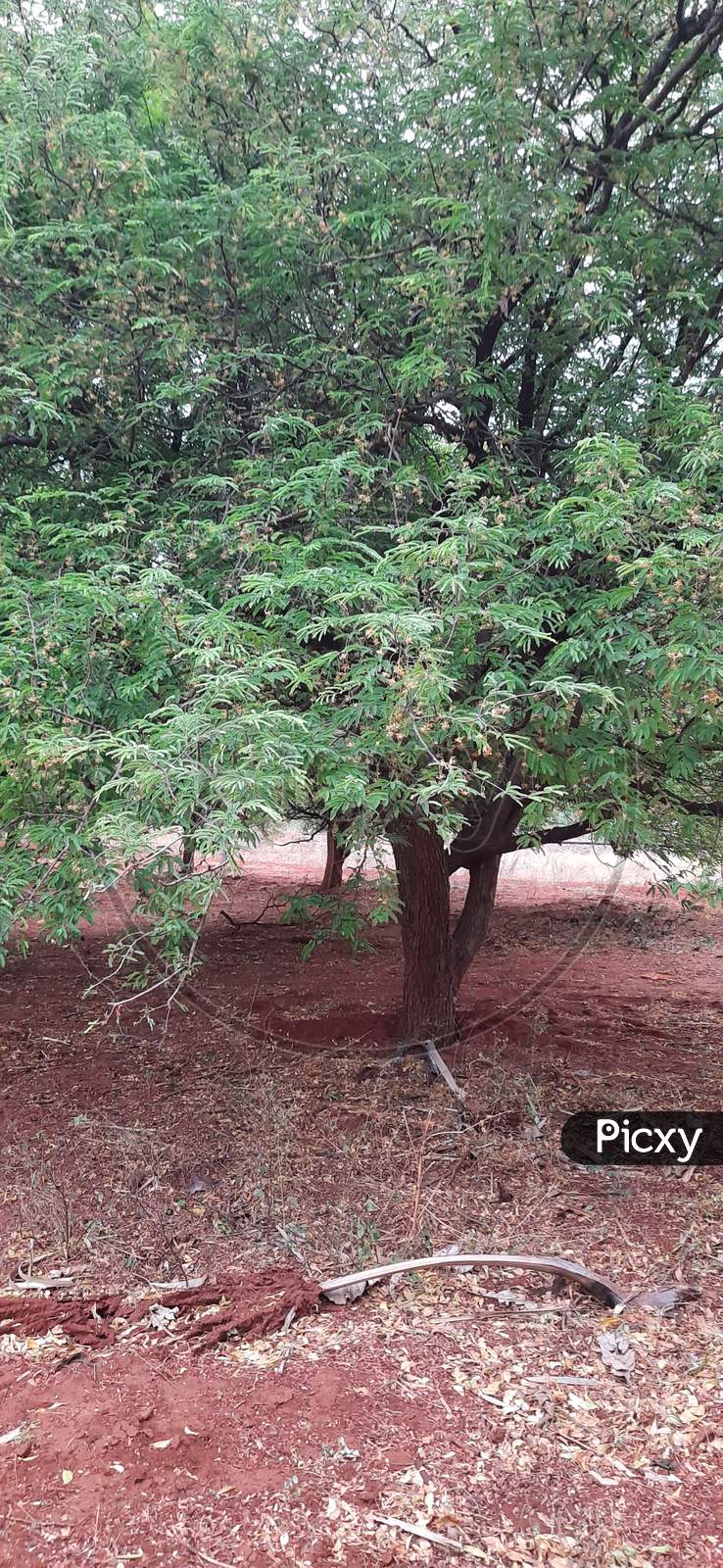 Image Of Indian Tamarind Tree Eb Picxy