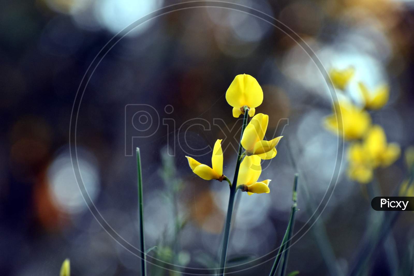 Beautiful Picture Of Yellow Wild Flower