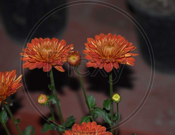Beautiful Closeup Picture Of Two Orange Flowers