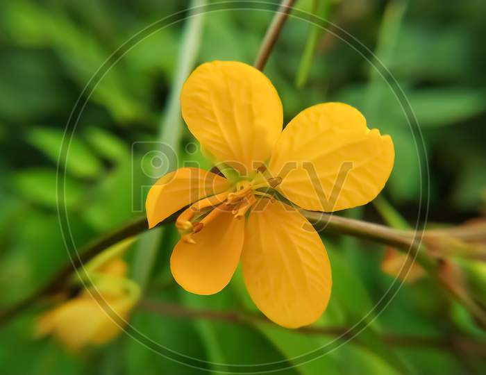 Flower Of The Senna Blossom On The Green Background