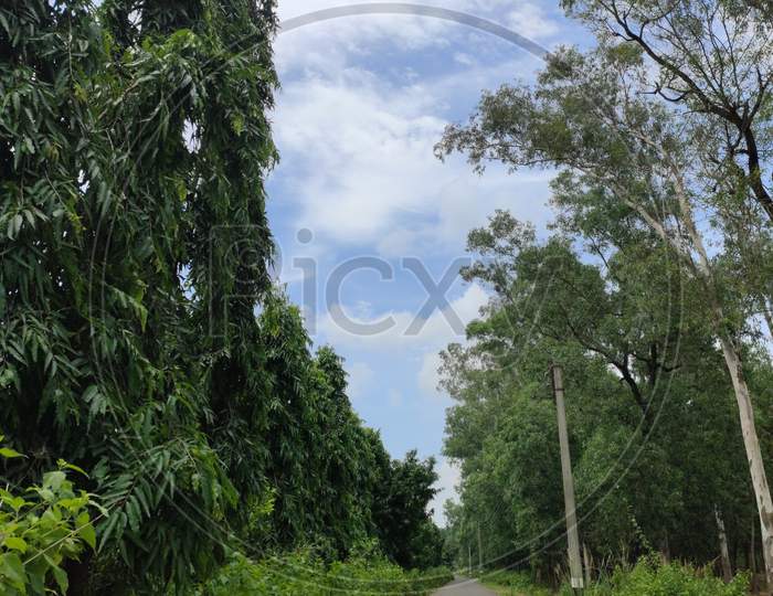 Blue sky , forest, road, road covered with trees.