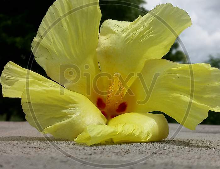 Thespesia populnea flower