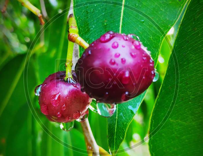 Jamun Fruit or Indian BlackBerry fruit with green leaves