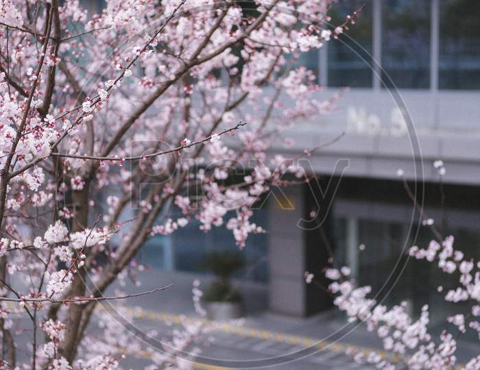Pink Cherry Blossom Blooms Beautifully On A Tree Branch. The Combination With The Deep Red Color Is Very Pretty. Beautiful And Fragrant. A Small Type Of Flower That Makes Many People Want To See It.