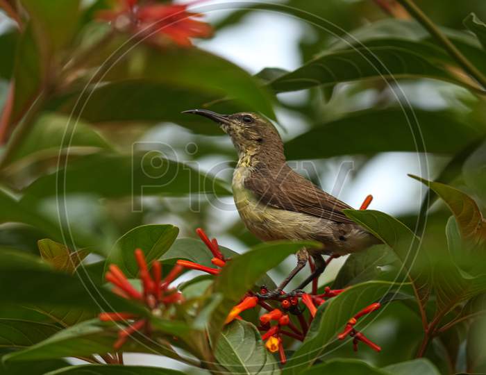 Brown-throated sunbird on a branch