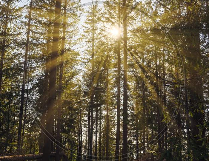 Bielsko Biala, South Poland: Sunrise Sunset Rays Penetrating Through Tall Trees And Some Trees Cut In The Center