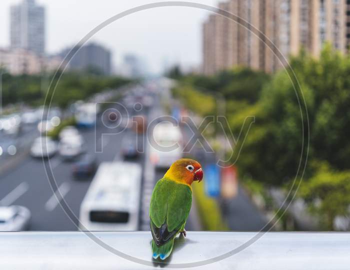 Budgerigar Bird Is Stopping By The Bridge On The Highway. With The Natural Beauty Of The Colors Of Green Feathers, Yellow, Orange, Red And Blue.