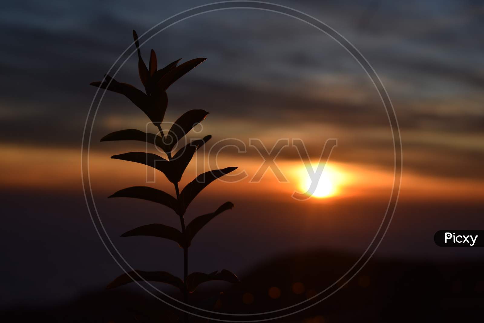 Beautiful Picture Of Plant And Sunset Background
