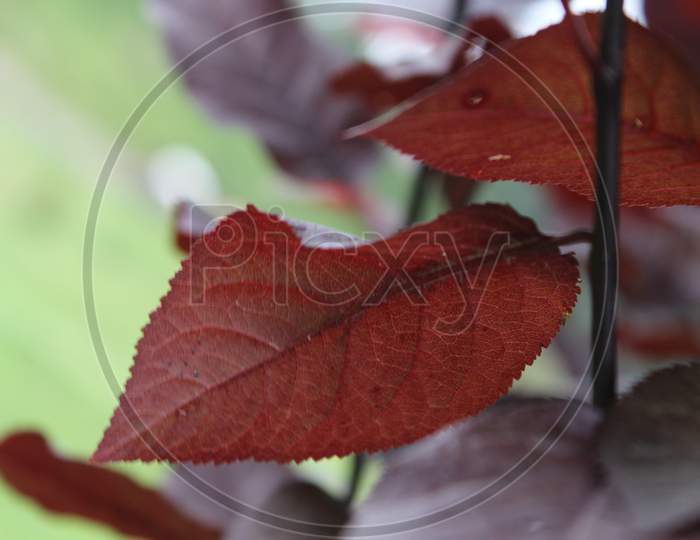 closeup shot of red leaves of a plant