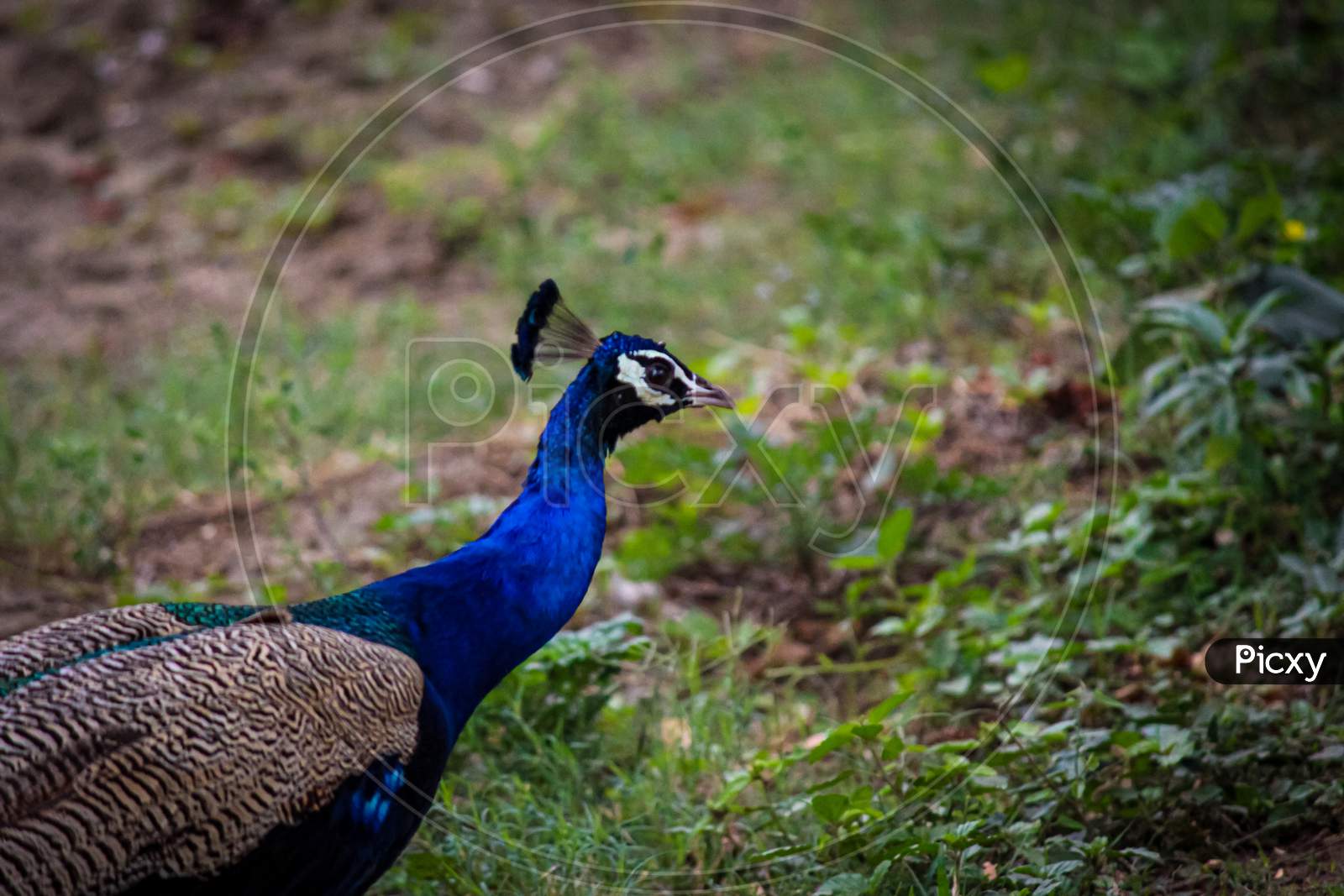 macro peacock shot in the park