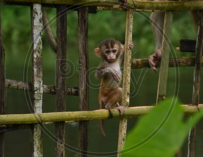 Cute little monkey sitting on a bamboo fencing .