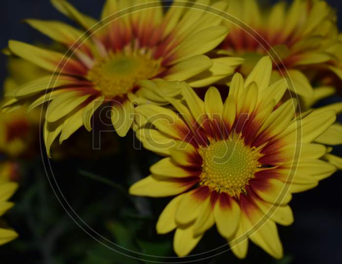 Closeup Picture Of Yellow Colour Flowers
