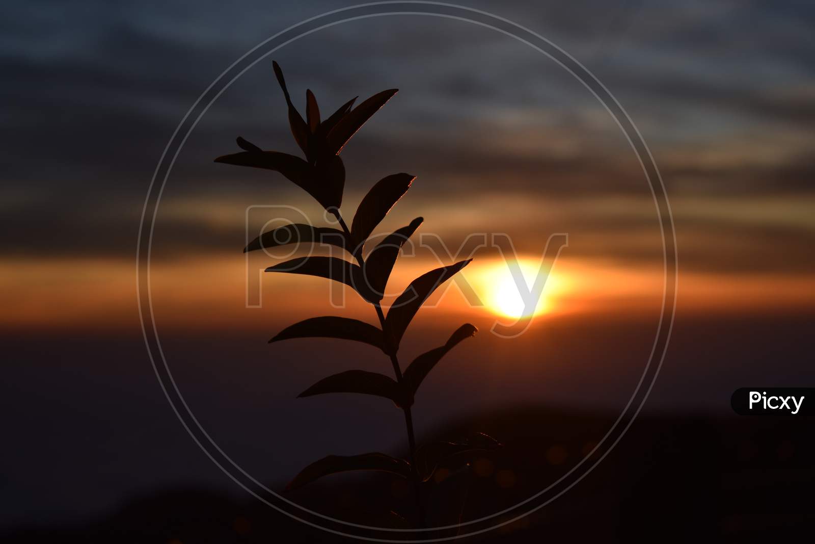 Beautiful Picture Of Plant And Sunset Background In Uttarakhand