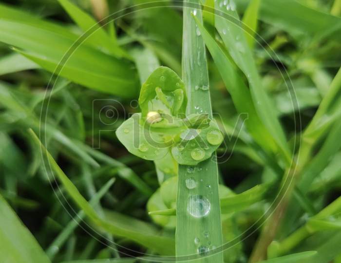 Grass with water drop,grass leafs,grass flower