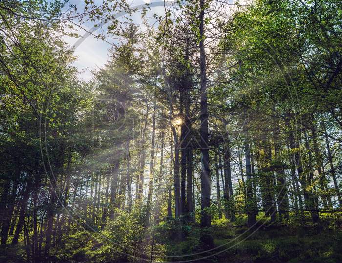 Bielsko Biala, South Poland: Sunrise Sunset Rays Penetrating Through Tall Trees In The Forest Located On The Hills